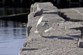 Gull Landing Granite Seawall Royalty Free Stock Photo