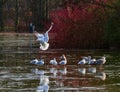 Gull landing and others walking on semi-frozen pond at Leases Pa