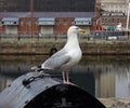 The gull in Liverpool. Great art photo