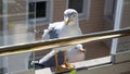 Gull Royalty Free Stock Photo