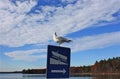 Gull on Maine lake in fall Royalty Free Stock Photo