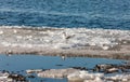 Gull on melting ice floe