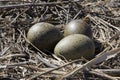 Gull nest with three eggs inside