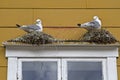 Gull nest on window