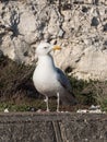 Herring Gull looking right in East Sussex