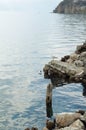 Gull on the Ohrid lake