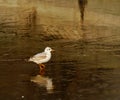 Gull with orange legs on thin ice Royalty Free Stock Photo