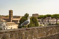 Gull on the outlook with Colosseum. Seagull watching Rome with Colosseum. Bird in the Roman Forum, the historic city center, Roma,