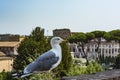 Gull on the outlook with Colosseum. Seagull watching Rome with Colosseum. Bird in the Roman Forum, the historic city center, Roma,