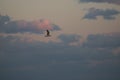 Gull over the Boahi sea around sun set