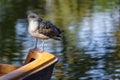 Gull perched on a boat Royalty Free Stock Photo