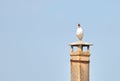 Gull perched on a chimney screaming. Notification concept, warning concept