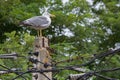 Gull perched on an electric pole