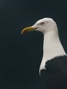 Gull Portrait with Black Background