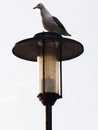 Gull on Post