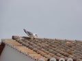 A Gull put at the top of a roof - Your head down