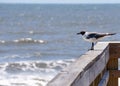 Gull on a railing near the ocean Royalty Free Stock Photo