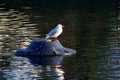 A gull resting on a bouy Royalty Free Stock Photo