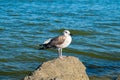 Gull on rocks against background of sea in summer