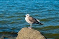 Gull on rocks against background of sea in summer