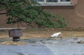 A gull on the roof feeds its chick
