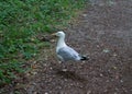 Gull runs on meadow