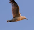 The gull's flight in the evening sky Royalty Free Stock Photo