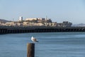 Gull at San Francisco Bay with view on Alcatraz Royalty Free Stock Photo