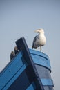 Gull sat on the prow of small blue fishing boat Royalty Free Stock Photo