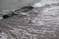 Gull. Sea bird. Bird by the sea. Stormy sea. Oceanic currents. Royalty Free Stock Photo