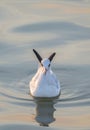 A Gull On Sea At Dusk, Bangpoo Resort. Royalty Free Stock Photo