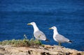 Gull Royalty Free Stock Photo