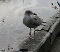 A gull or sea gull standing on the harbour wall in Bridlington in the east riding of Yorkshire in the UK Royalty Free Stock Photo