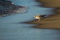 Gull Seaching the Surf for tidbits of Food