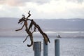 2019-12-24, A gull and a seagull on a driftwood sculpture on the banks of Lake Geneva Evian-les-Bains, France