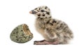 Gull or Seagull with hatched egg, 2 days, Royalty Free Stock Photo