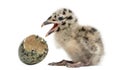 Gull or Seagull with hatched egg, 2 days, Royalty Free Stock Photo