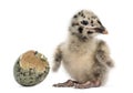 Gull or Seagull with hatched egg, 2 days, Royalty Free Stock Photo