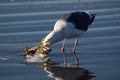Gull - Seagull munching on crab innards Royalty Free Stock Photo