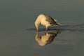 Gull or Seagull staring at its reflection in the water Royalty Free Stock Photo