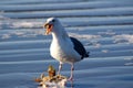 Gull - Seagull telling me to back off! Royalty Free Stock Photo