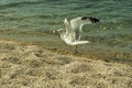 Gull on the shore of the Sea Royalty Free Stock Photo