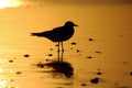 Gull Silhoute Royalty Free Stock Photo