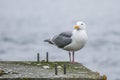 A Gull sit patiently atop a cement pier piling waiting for some food to eat