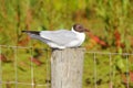 A gull sitting on a fence pole