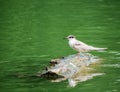 Gull sitting on a log or stump surrounded by green water Royalty Free Stock Photo