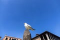 Gull sitting on a pillar under blue sky