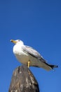 Gull sitting on a pillar under blue sky