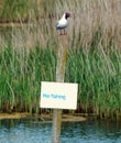A gull sitting on a pole with a no fishing sign