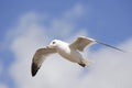 Gull & Sky 2 Royalty Free Stock Photo